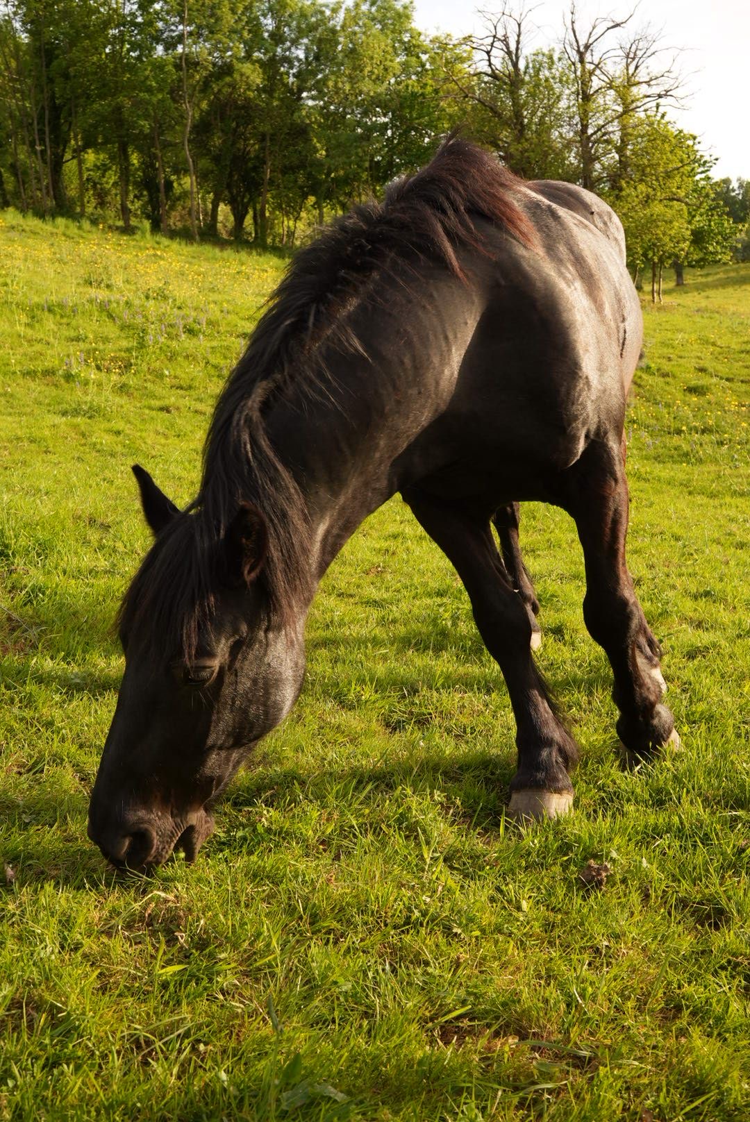 Shadow-broute